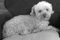 Pet Medication Risks for Children