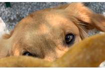 Hofbrauhaus Pretzels for Pups